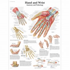 VR1171 HAND AND WRIST POSTER  